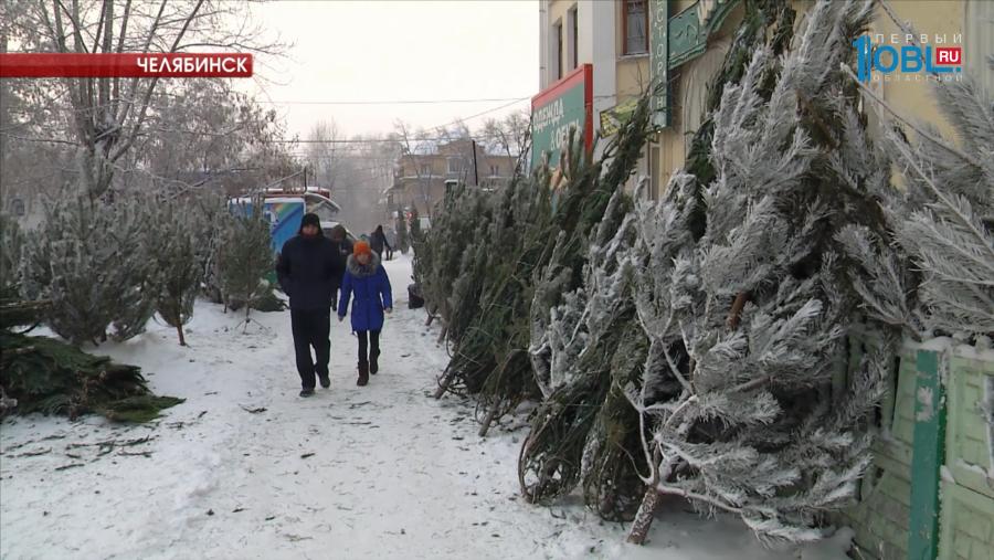 Челябинцы жалуются на качество новогодних деревьев 