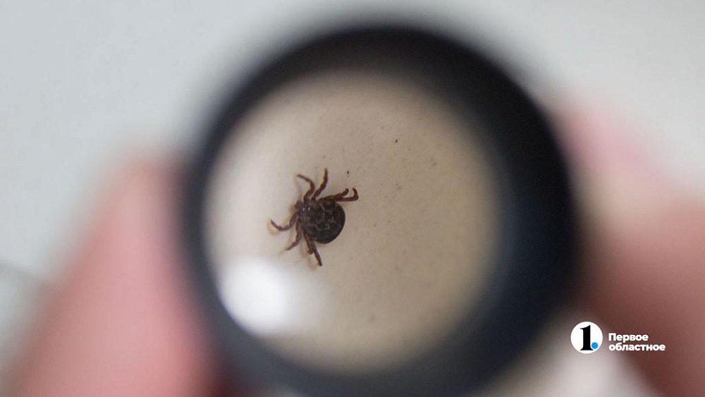 Общественные пространства Челябинска начнут обрабатывать от клещей с 10 апреля
