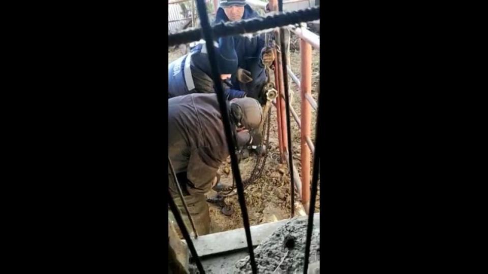 В Челябинске спасатели вытащили провалившуюся в погреб лошадь