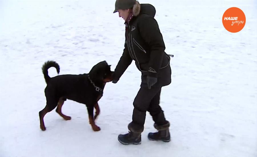 Пушистое утро 11.01.2017