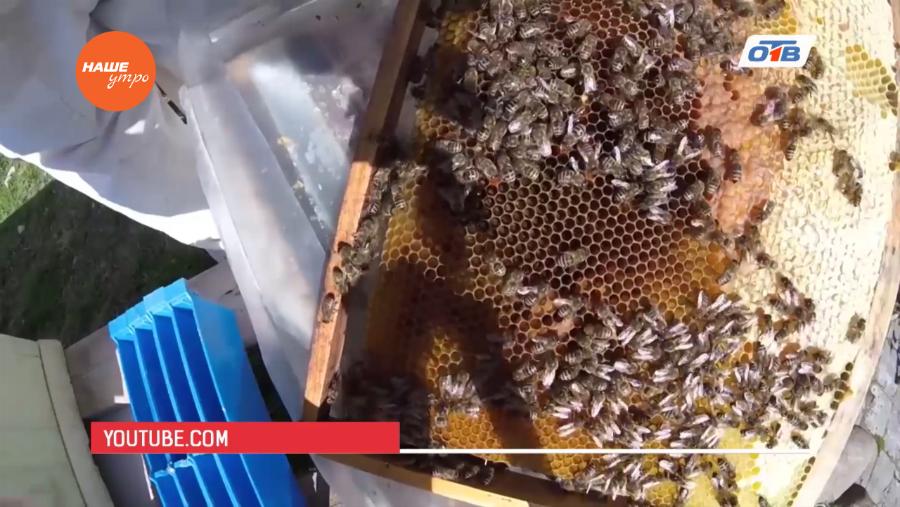 Наше УТРО на ОТВ – знахарь о подморе 