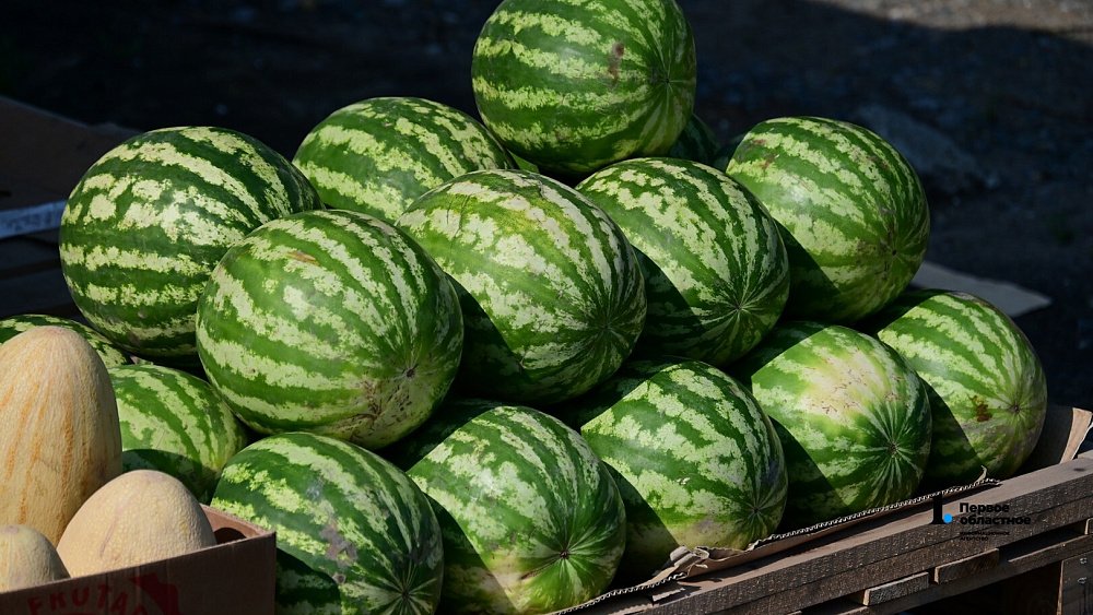 Челябинцам рассказали, когда арбузы поспеют по‑настоящему и как их выбрать