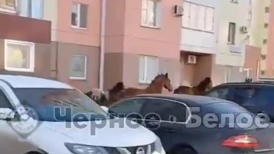 Табун лошадей промчался по улицам Магнитогорска