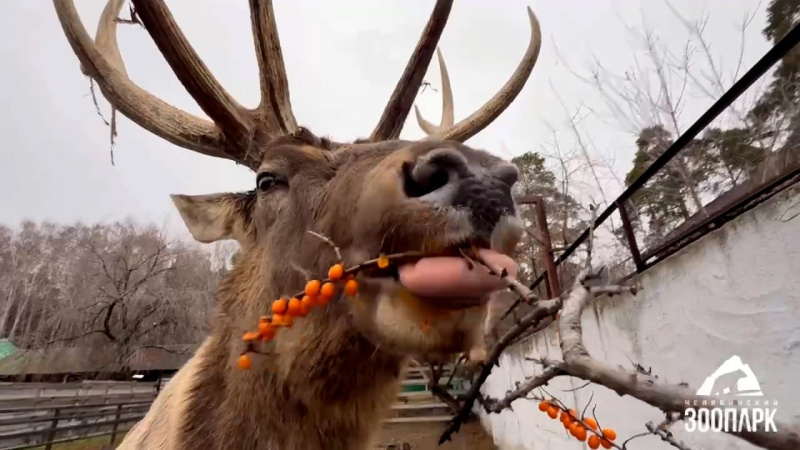 В Челябинском зоопарке марала угостили облепихой