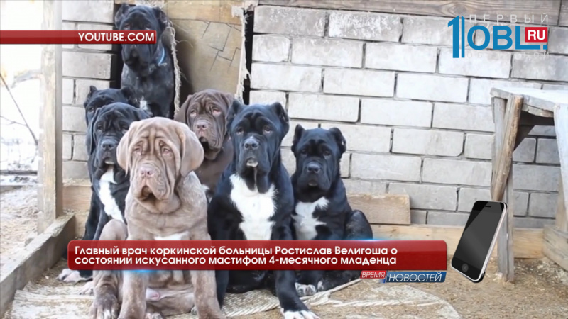 Главный врач коркинской больницы Ростислав Велигоша о состоянии искусанного мастифом 4-месячного младенца