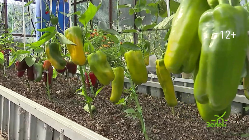 Как выбрать семена перцев на рассаду?