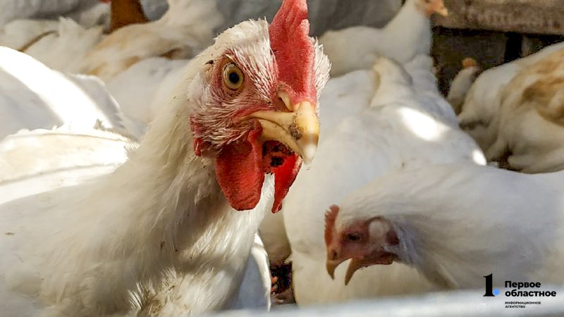 В Кунашакском районе вывезут домашнюю птицу из зараженного поселка