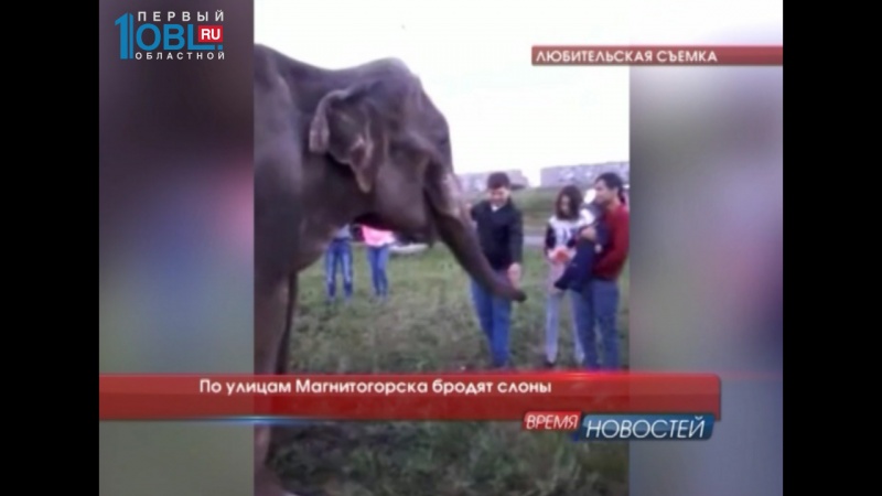 По улицам Магнитогорска бродят слоны