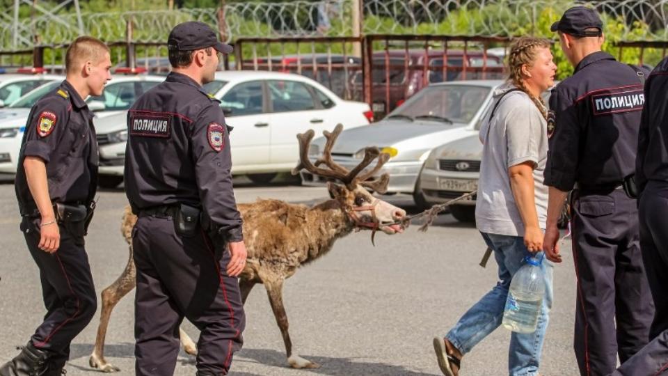 В Златоусте полицейские вернули хозяйке сбежавшую после Сабантуя олениху