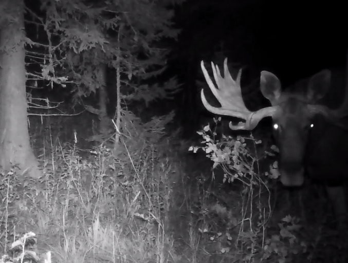 Лось попал в объектив фотоловушки на Зигальге