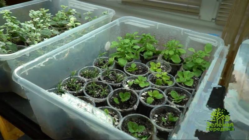 В «Зеленой передаче» обсудят свет для рассады