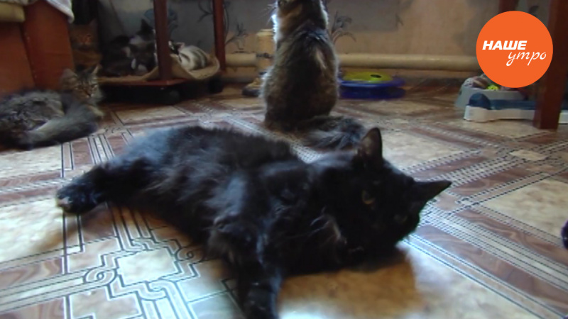 Кошка Молли