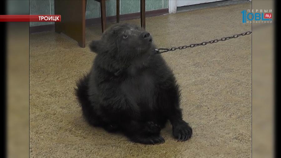 Местный житель уверяет, что спас двухмесячного медвежонка от живодеров