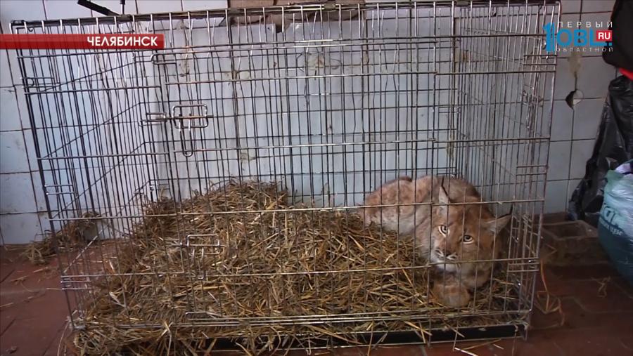 Рысь Марысю могут забрать из приюта "Спаси меня" и продать на аукционе