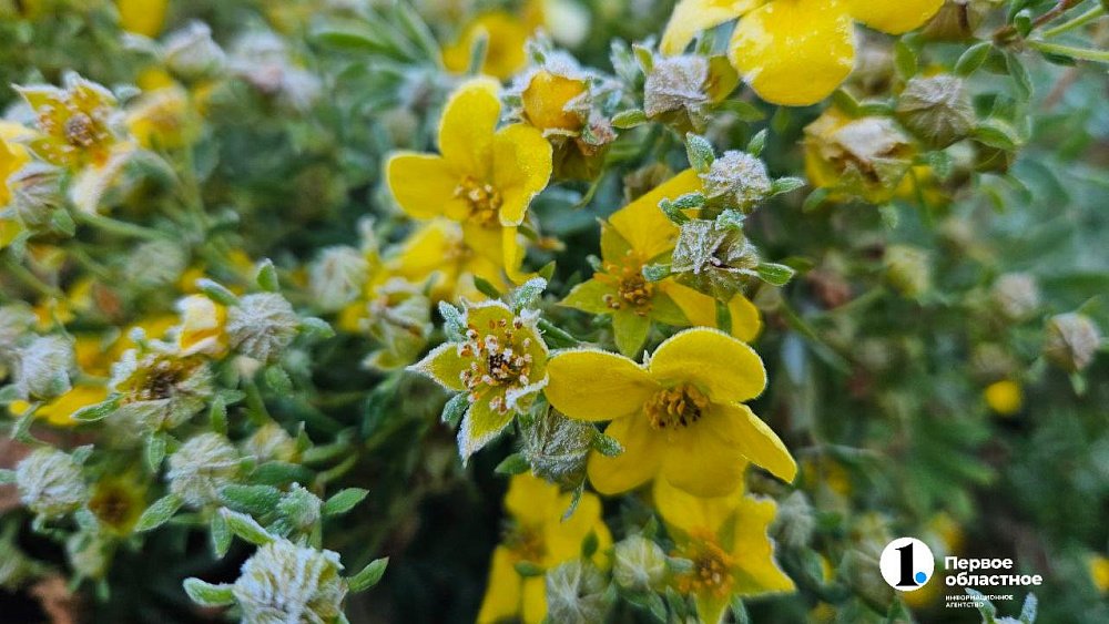 В Челябинской области в ночь на 24 июня похолодает до +1