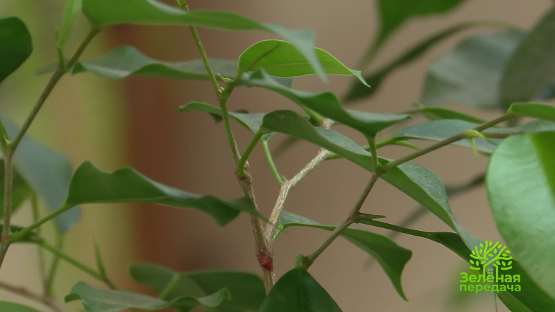 Как подрезать фикус Бенджамина?