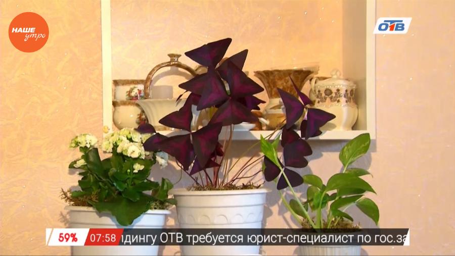 Наше УТРО на ОТВ – садовые истории с Павлом Савченко