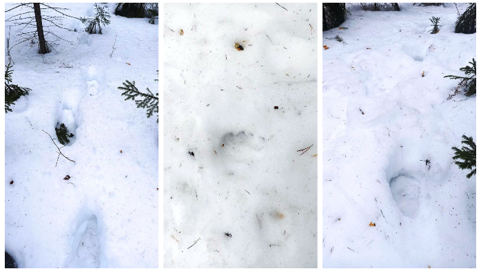 В Челябинской области проснулись медведи