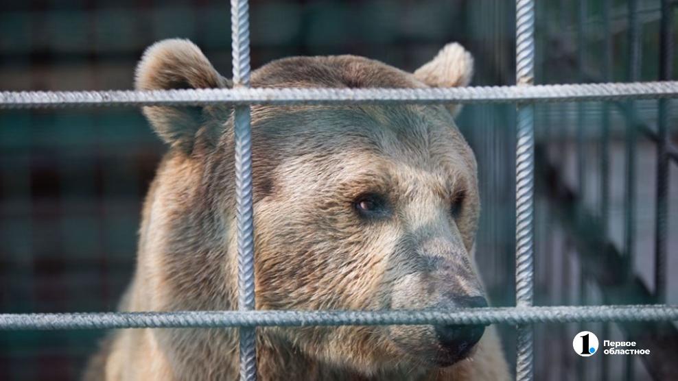 Дикий медведь напугал людей у детского лагеря под Кыштымом