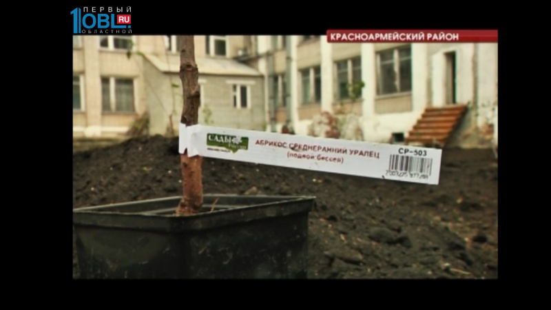 В селе Миасском высадили абрикосовую плантацию