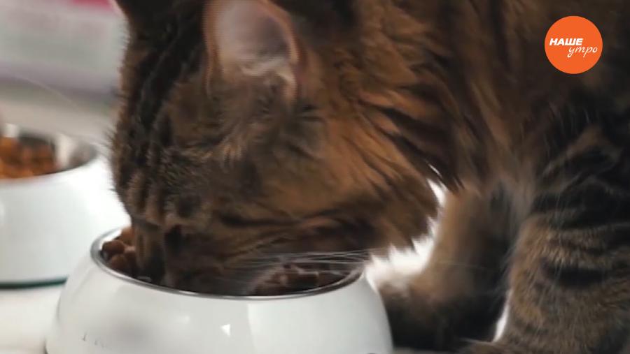 Пушистое утро. 16.01.2017