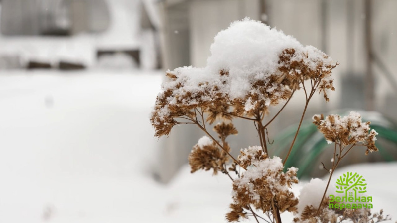 Украшаем сад и огород к Новому году
