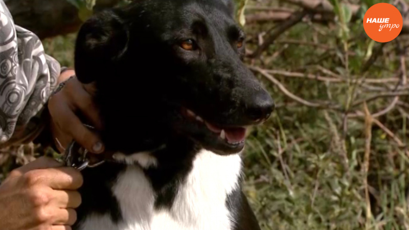 Собака Дина