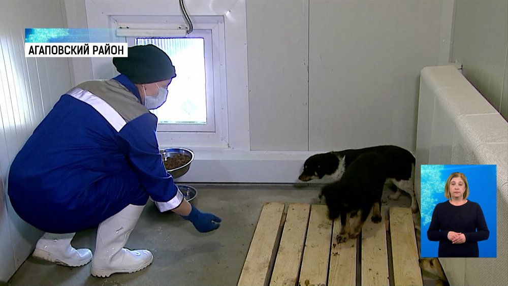 В регионе открылся госприют для животных