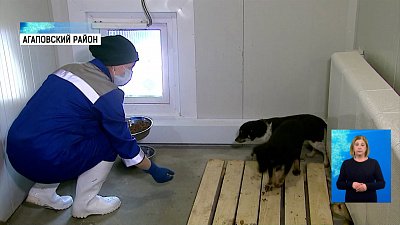 В регионе открылся госприют для животных