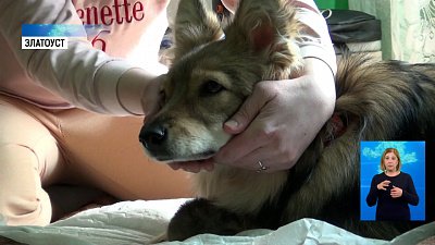 Домашняя собака взяла на воспитание котенка