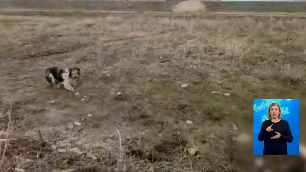 Бродячие псы растерзали ребенка