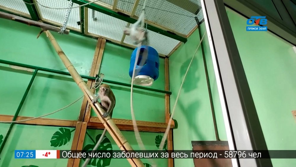 Живой репортаж — яванские макаки