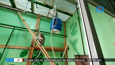 Живой репортаж — яванские макаки Живой репортаж — яванские макаки