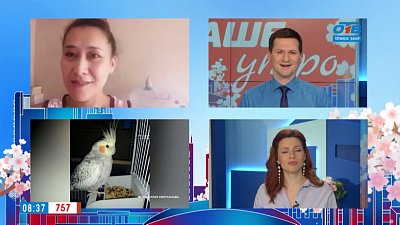 Гость на связи — возвращение блудного попугая Гость на связи — возвращение блудного попугая