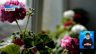 Жительница Златоуста растит гигантскую герань