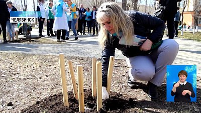 Медики высадили кедры