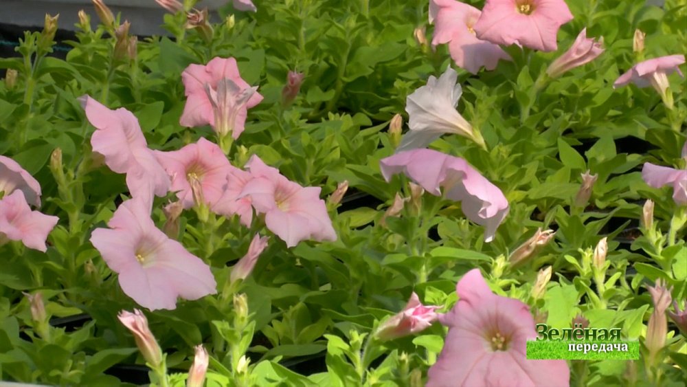 Зеленая передача 22.04.2021