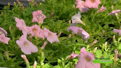 Зеленая передача 22.04.2021