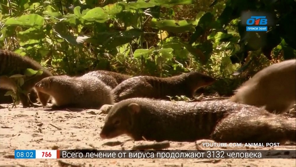 Живой репортаж — как стригут когти мангусту