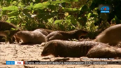 Живой репортаж — как стригут когти мангусту