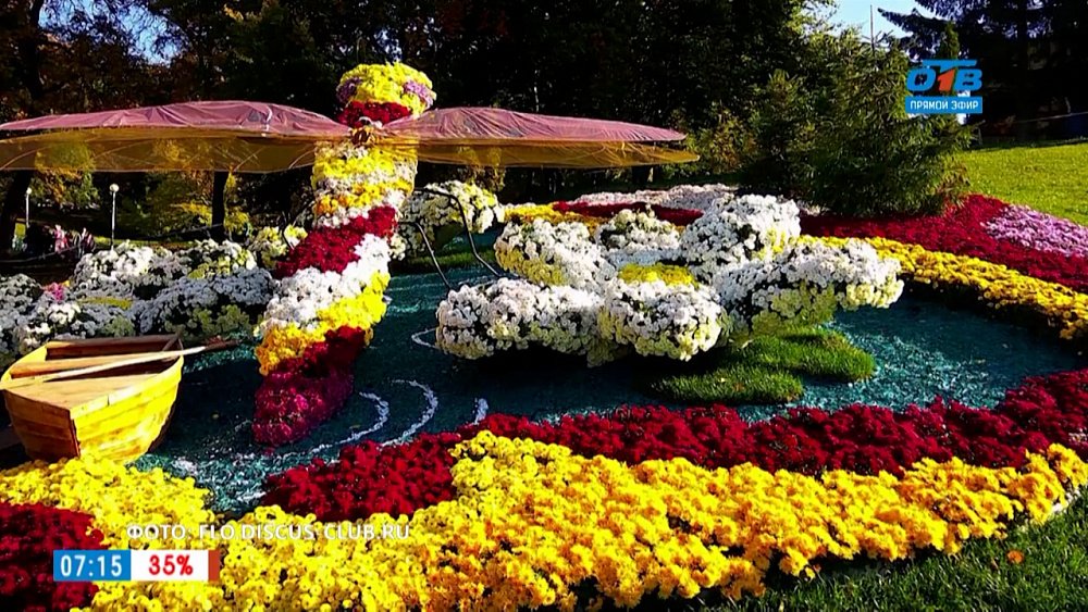 Руки садовода — присмотрите новые сорта хризантемы. Они вас поразят!