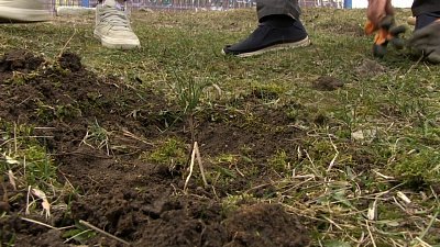 В Миассе высаживают кедры