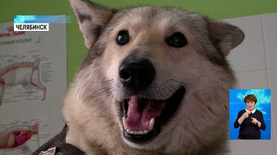 Лайка без зрения и слуха ищет новых хозяев