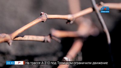 Руки садовода — как правильно открывать виноград