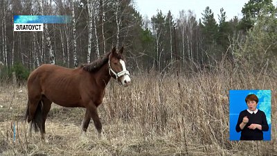 Жителей Златоуста пугают кони-беспризорники