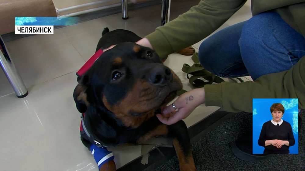 Что нужно знать хозяевам животных весной