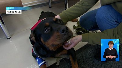 Что нужно знать хозяевам животных весной