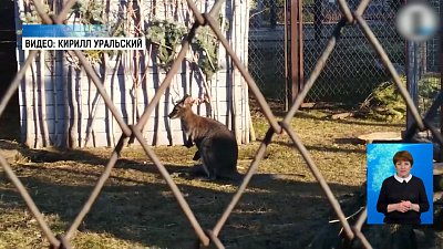 На свет появились два детёныша кенгуру