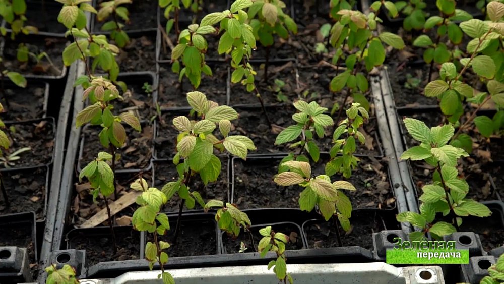 Зеленая передача 29.04.2021