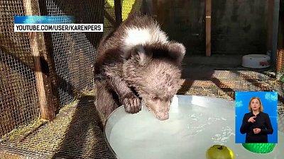 В приюте «Спаси меня» появился медведь